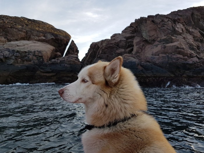 Dog Hayk Bay Yarnyshnaya Fishing - My, Husky, Dog, The photo