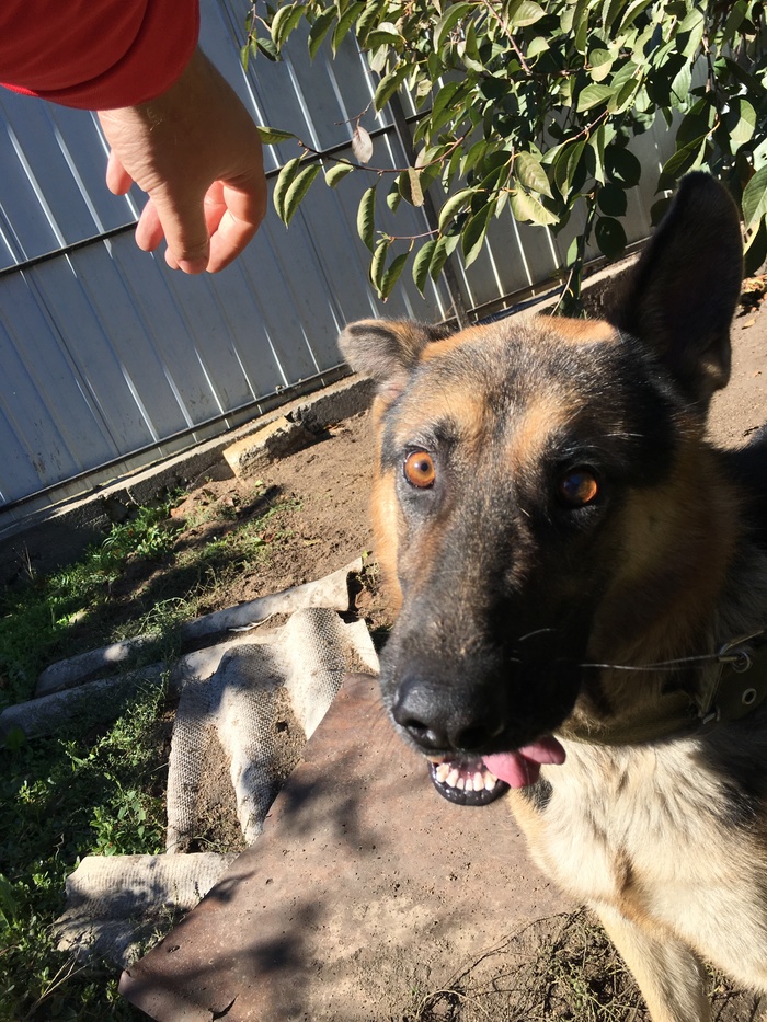 Jack - My, German Shepherd, Dog, Sight