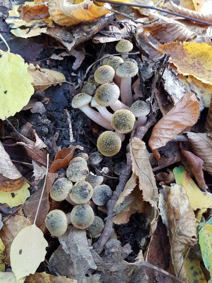 Kuban warm quiet hunting. - My, Silent hunt, Mushrooms, Mushroom pickers, , Honey mushrooms, Forest, Краснодарский Край, Longpost