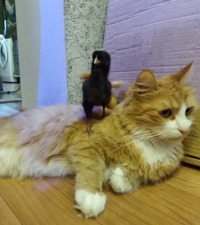 Chickens - Hen, My, Longpost, cat