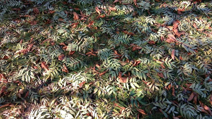 ������� ����