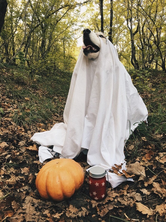 The best ghost in the world. - My, Dog, Animals, Milota, Halloween, Longpost, Husky