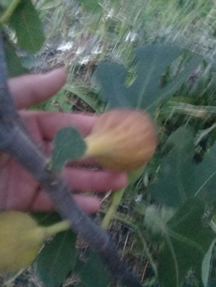   ,  , 
