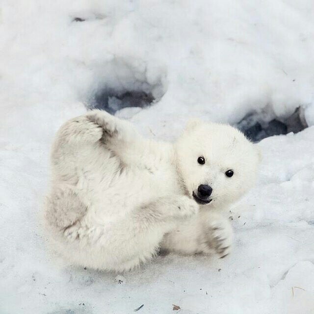 Little white polar bear cub. - Animals, Milota, The photo, The Bears, Cutie, Nature, beauty of nature, beauty