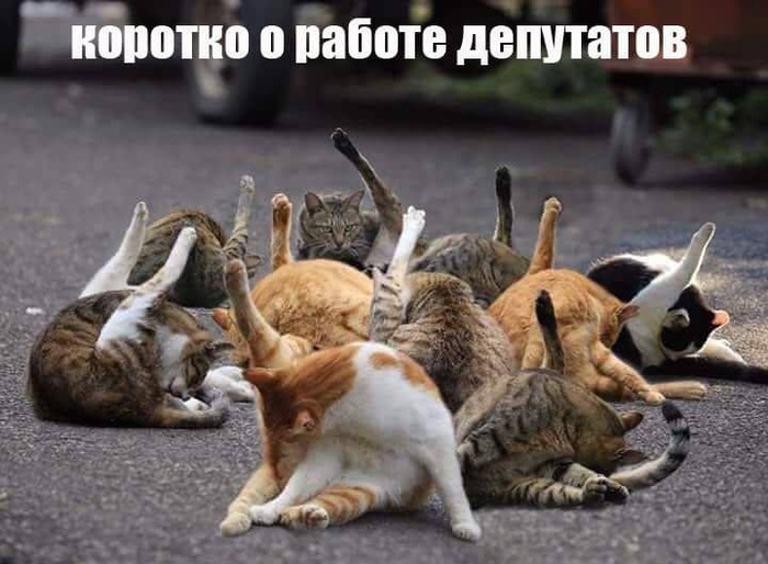 It's true?) - cat, Politics, Picture with text