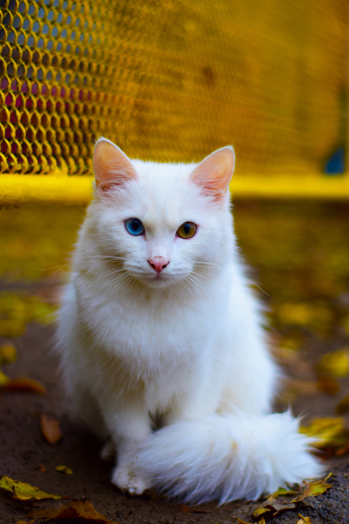 Heterochromia - My, Autumn, cat, Eyes, Heterochromia, Turkish angora