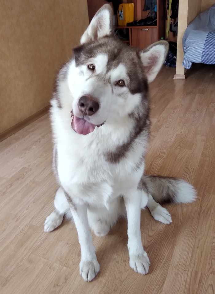 Has broken - My, Dog, Alaskan Malamute, Food, Longpost