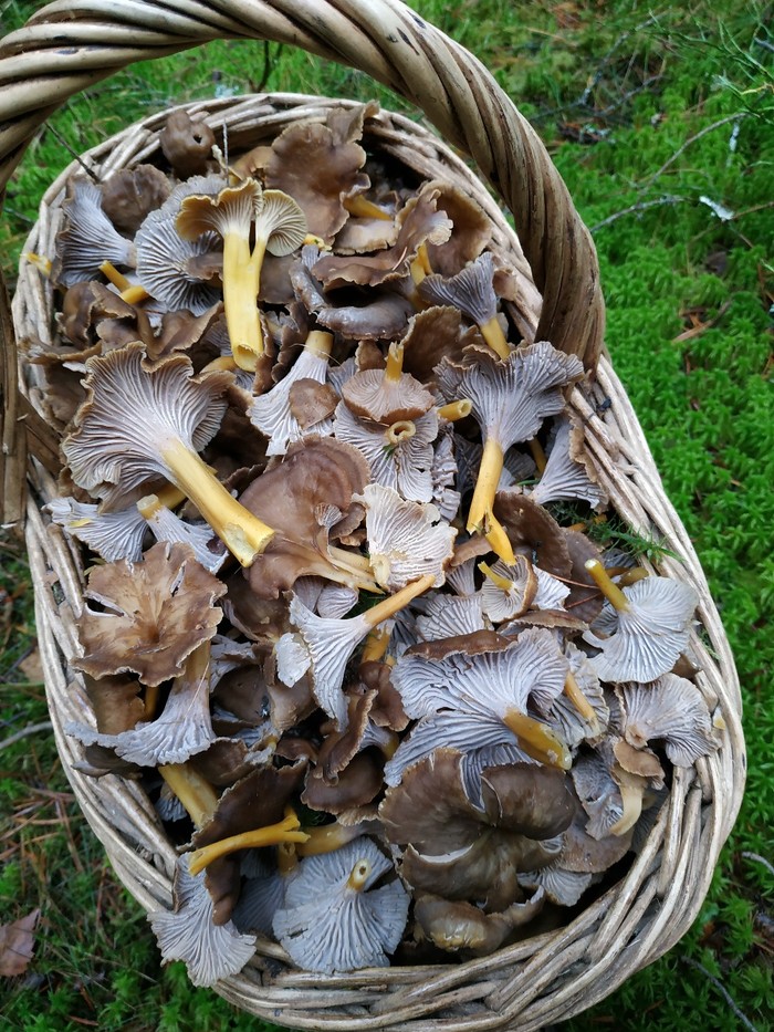 27th October. LO. Oz. Mirror. The season isn't over yet. - My, Mushrooms, The photo