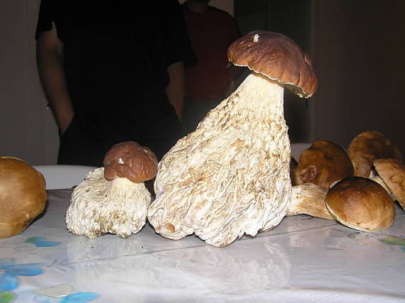 Borovik syntholshchik - White, Mushrooms, Synthol