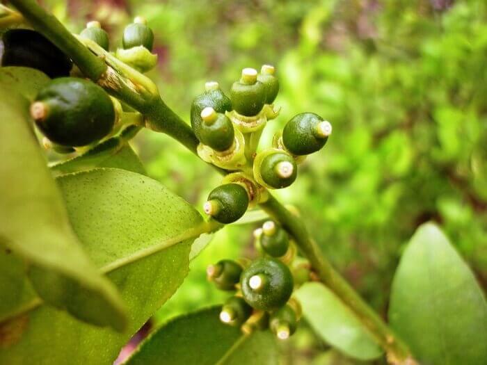 Homemade lemon - growing conditions in a pot - My, Lemon, Houseplants, Home flowers, Longpost