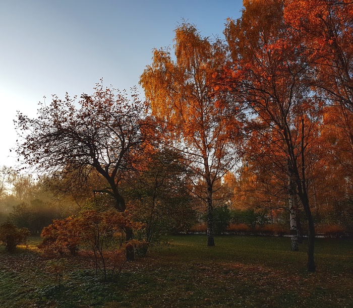 Golden autumn #1 - My, Autumn, The photo, Photo on sneaker, Nature, The nature of Russia, Beautiful view, VDNKh