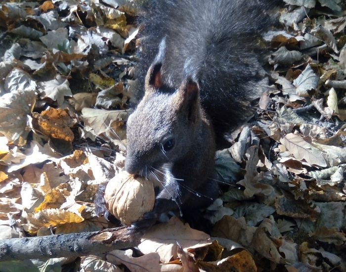 Squirrel and stress - My, Squirrel, Stress, Truskavets