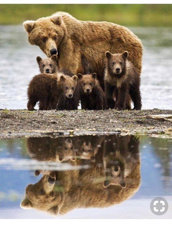 Family photo - The photo, The Bears, Young, Water