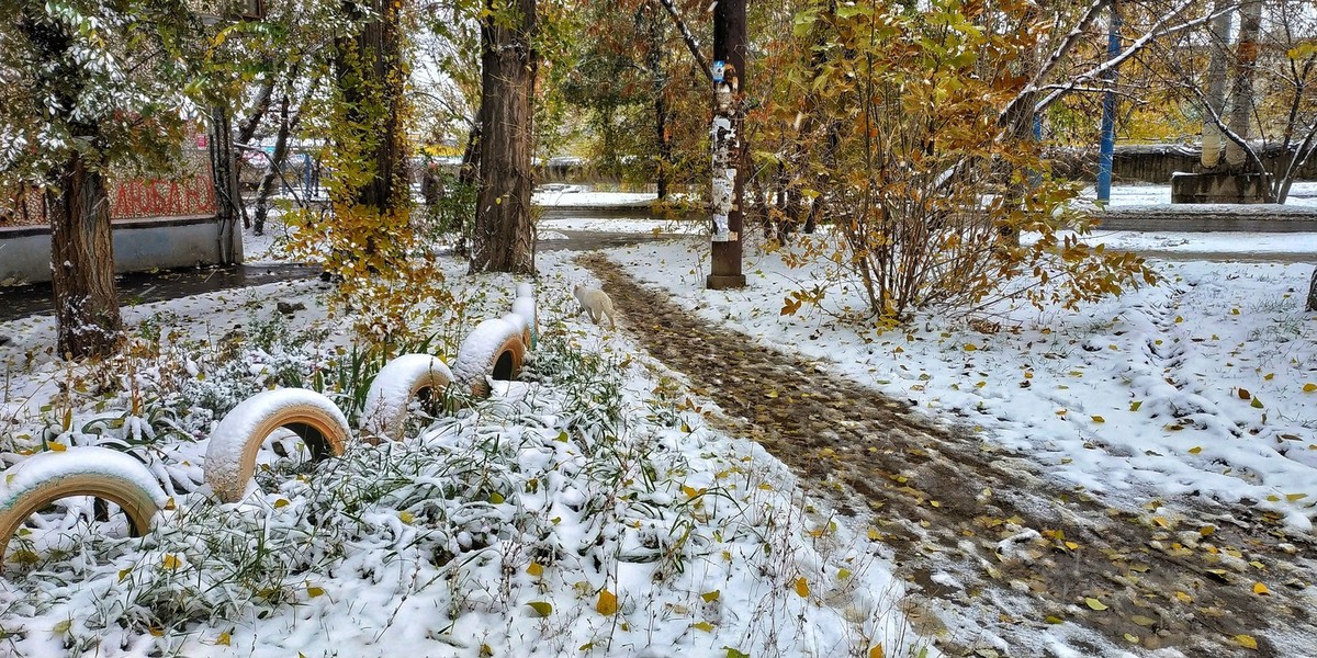 Марвин первым снегом. Первый снег в парке. Первый снег в сентябре. Первый снег в Саратове. Первый снег в городе.