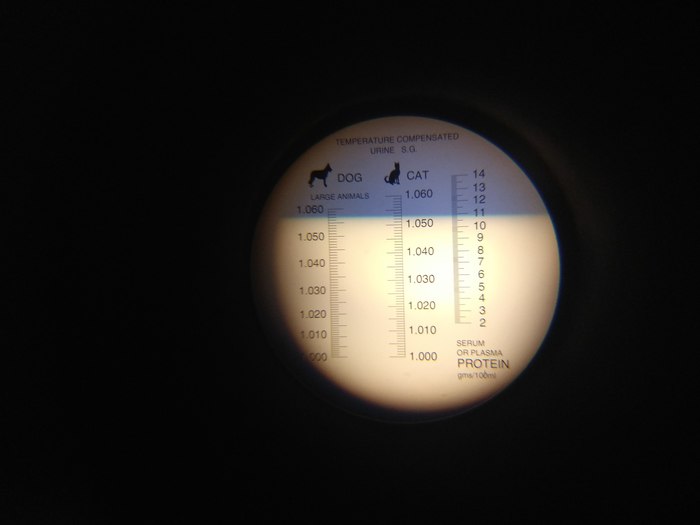 Просьба к ветеринарам дать предварительный вердикт