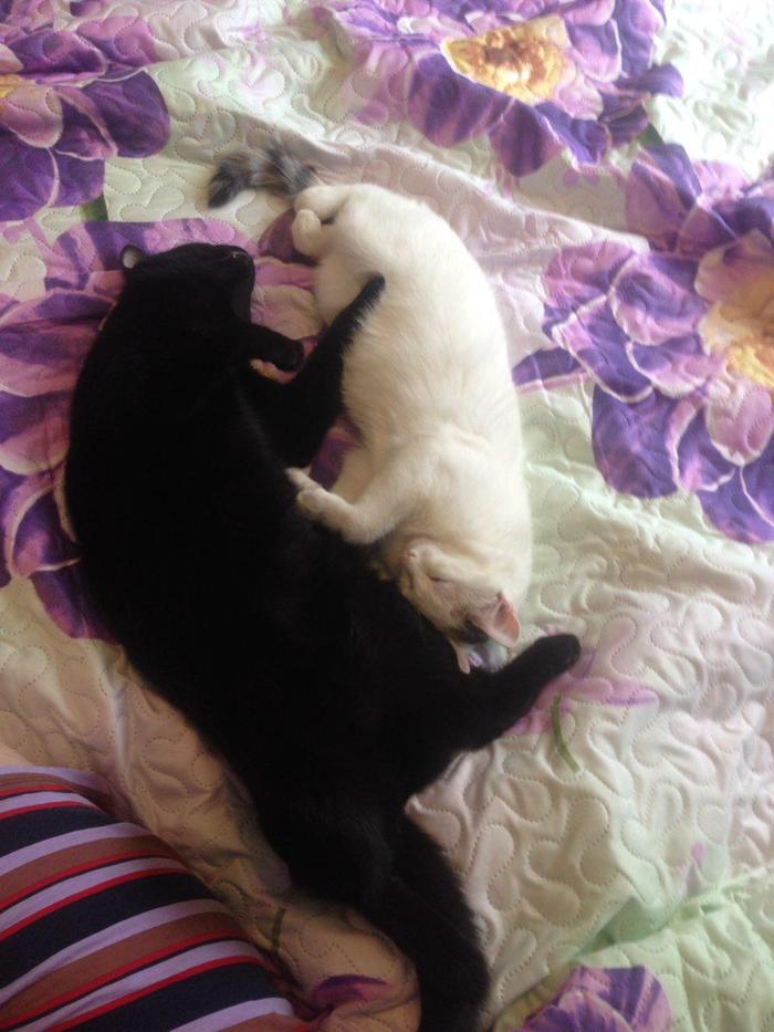 Yin and yang - My, cat, Dream, Yin Yang, Convenience