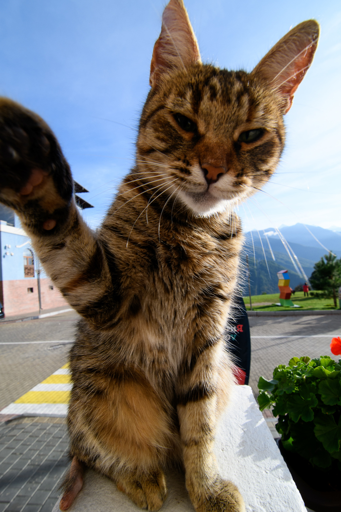 Котик с Красной поляны