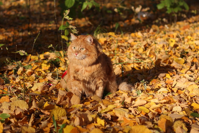 Осенний кот. - Моё, Кот, Котомафия, Рыжие, Осень