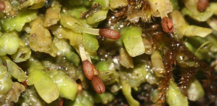 Liver mosses could be a safe alternative to medical marijuana - Moss, , Marijuana, Inflammation, , The medicine