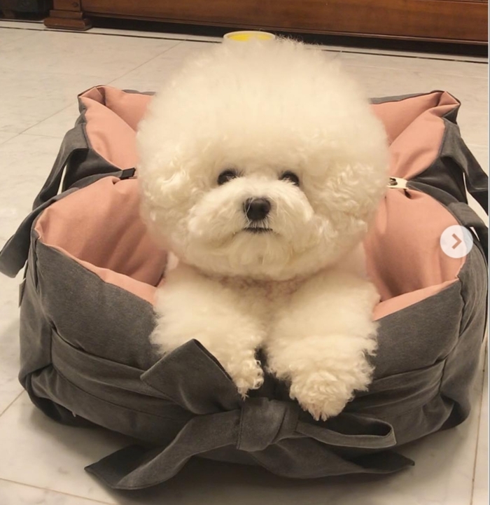 Charm in its purest form - Pets, Milota, Bichon Frise