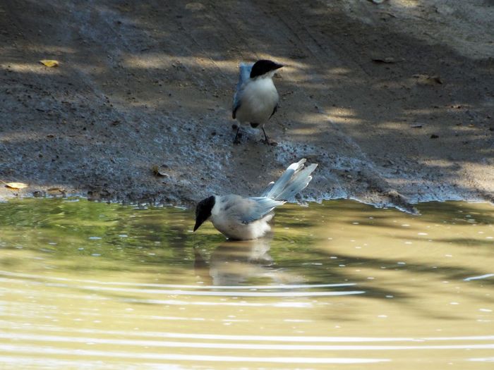 Blue magpies bathe. - Nature, The photo, Amur region, Fujifilm, Magpie, My