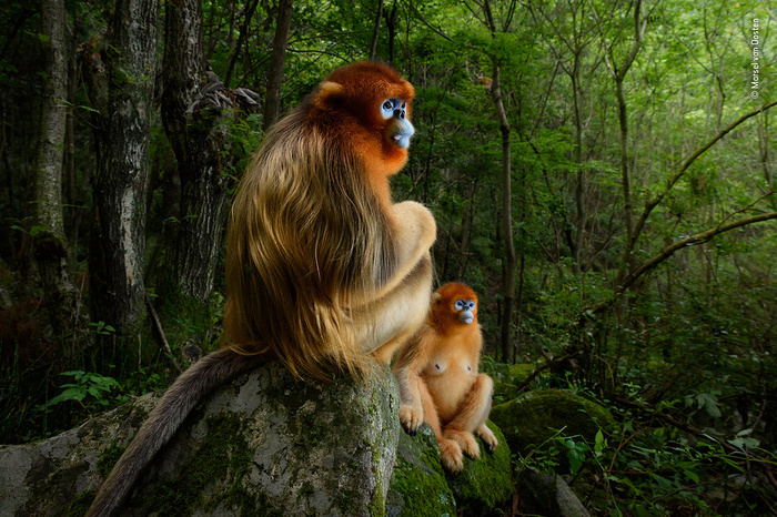 Золотые обезьяны, совы в трубе и дикие кошки. Лучшие фото дикой природы. - Wildlife Photographer of the y, Лауреаты, Длиннопост