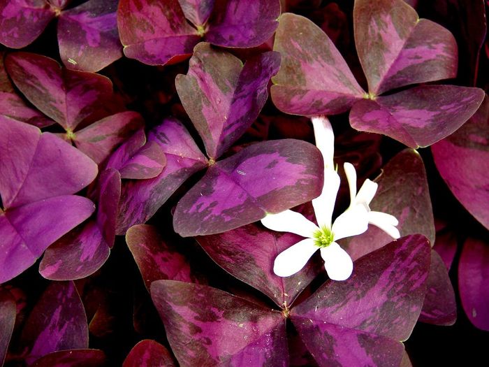 Kislitsa - home care, reproduction - My, Oxalis, Houseplants, Home flowers, Longpost