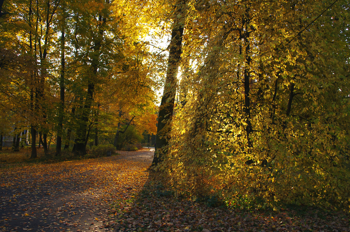 Gold on Elagin Island. - My, The photo, Autumn, Saint Petersburg, Elagin Island, Landscape, Sunny, Longpost, The sun