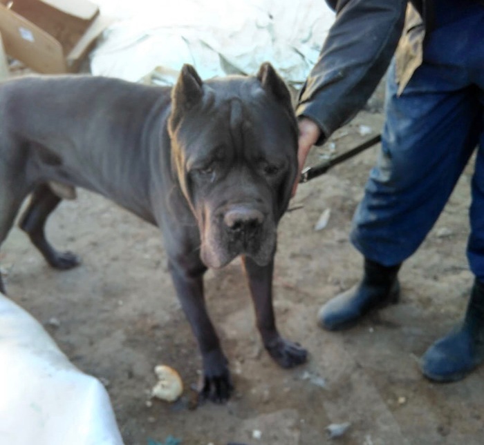 Astrakhan left a blind dog to die in the steppe - Astrakhan, South Wave, Animal protection, Dogs and people