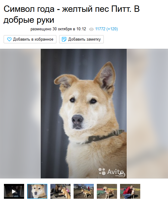 Found pikabush dog - My, Announcement on avito, Dog, 49 and 5, Knee-length, Subtle humor