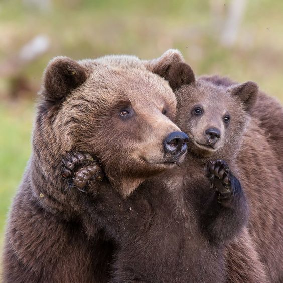 Mom and baby - The photo, Bear, Young, Milota, The Bears