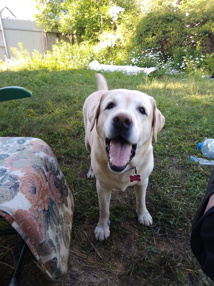 Dog - Animals, Dacha