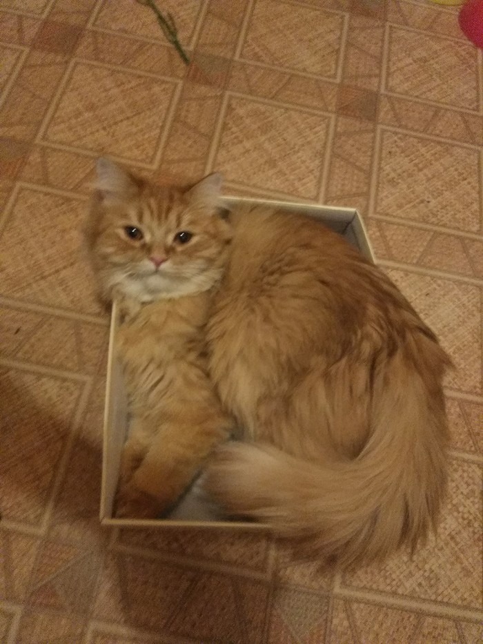 Sir Redzhus - My, cat, Box