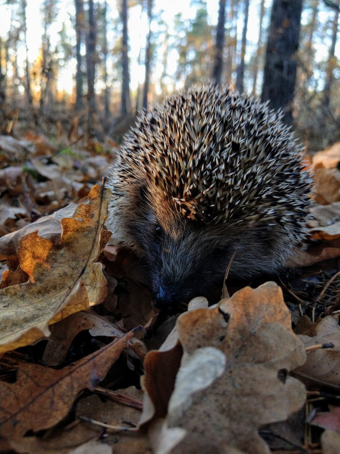 Фото ежа в лесу