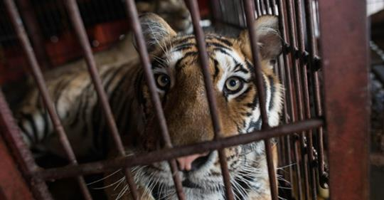 Portugal bans wild animals from circuses - Wild animals, Portugal, Law, Ban, Circus