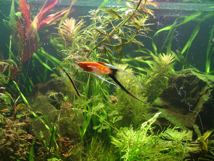 One of my swords - Aquarium, My, Animals, Swordtail, Aquarium fish