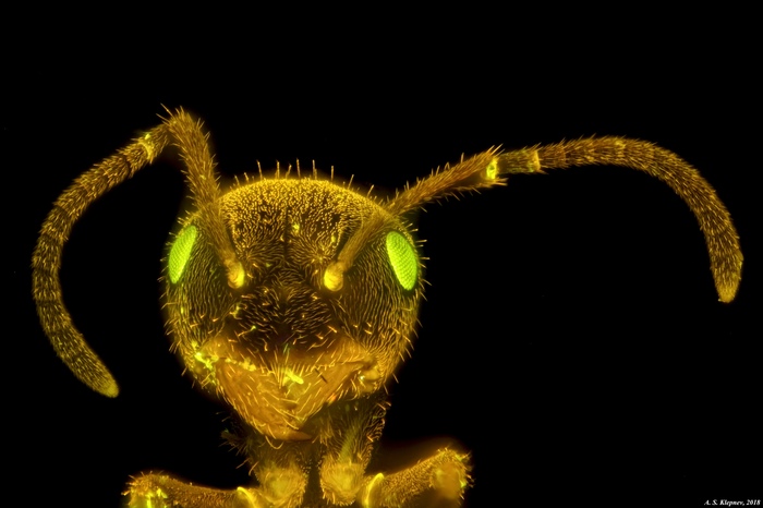 Ant - My, Microscope, Insects