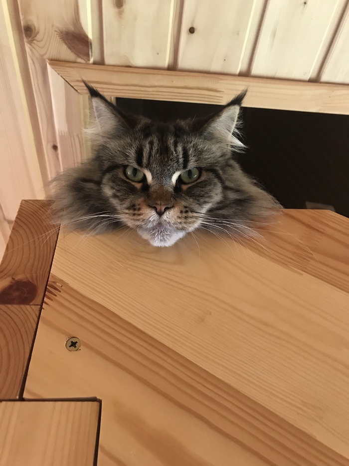 Where is my food, slave??? - My, Maine Coon, cat, Venice