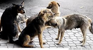 About zooshize and stray dogs. - My, , Radical animal protection, Fast, Stray dogs, Dog