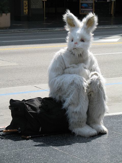 When you flew to a foreign planet and you don't know anyone... - Costume, Unclear, Hare