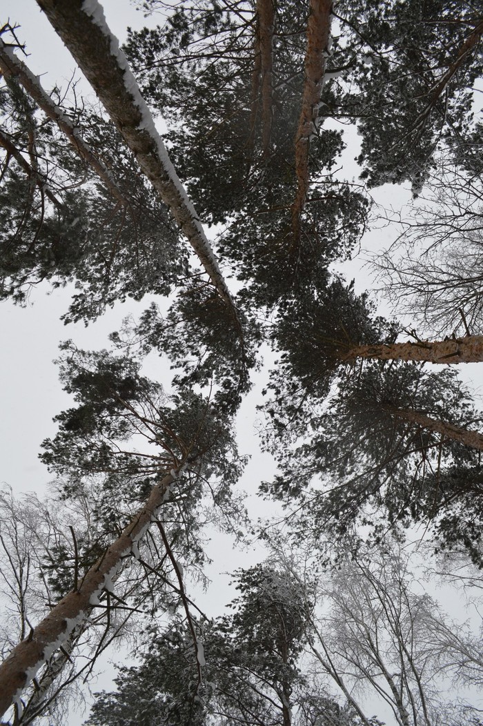 Winter forest - Longpost, Snow, Pre-holiday mood, Beginning photographer, Elektrostal, My
