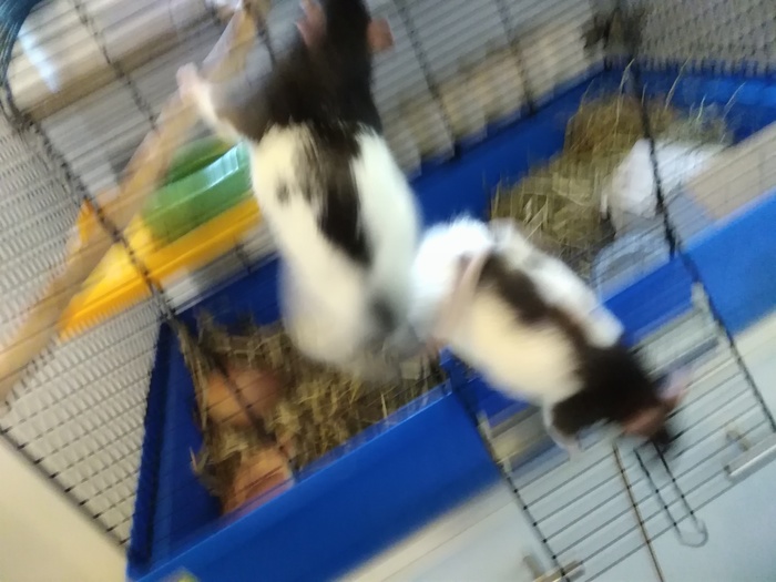    ,  ,  , 