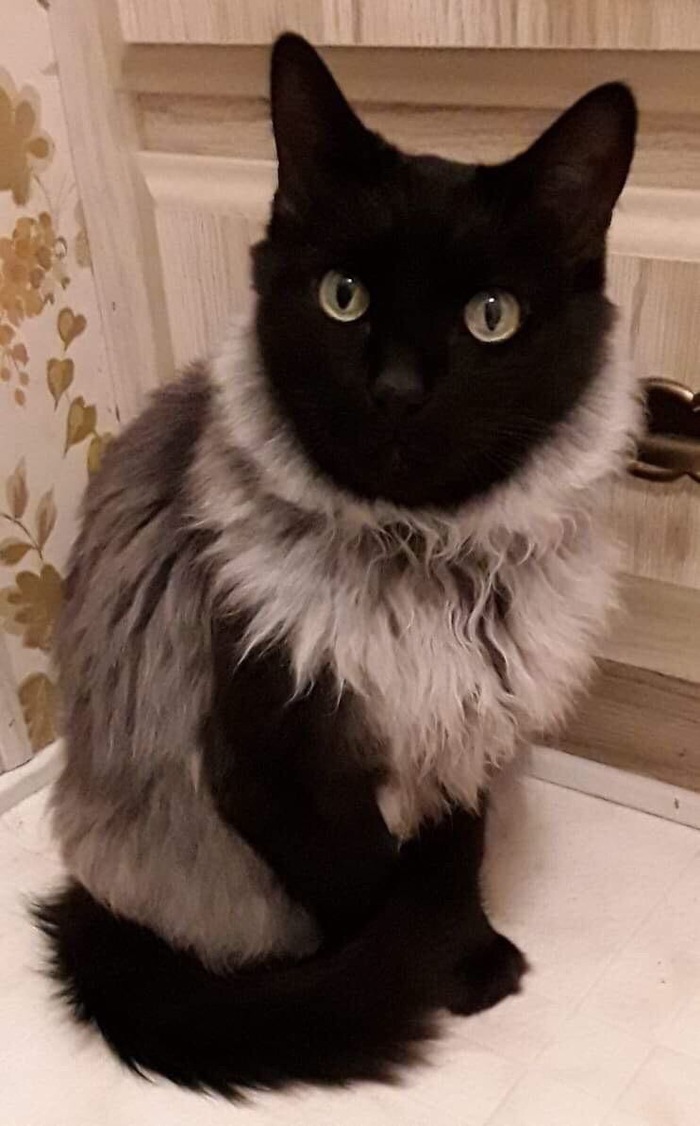 My cat looks like he's wearing a wool sweater - cat, The photo, Color, Black smoke, Norwegian Forest Cat, Reddit
