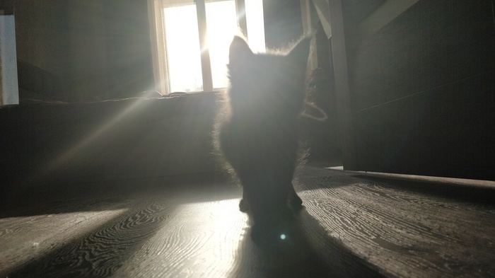 Growing up cat - My, cat, Maine Coon, Longpost