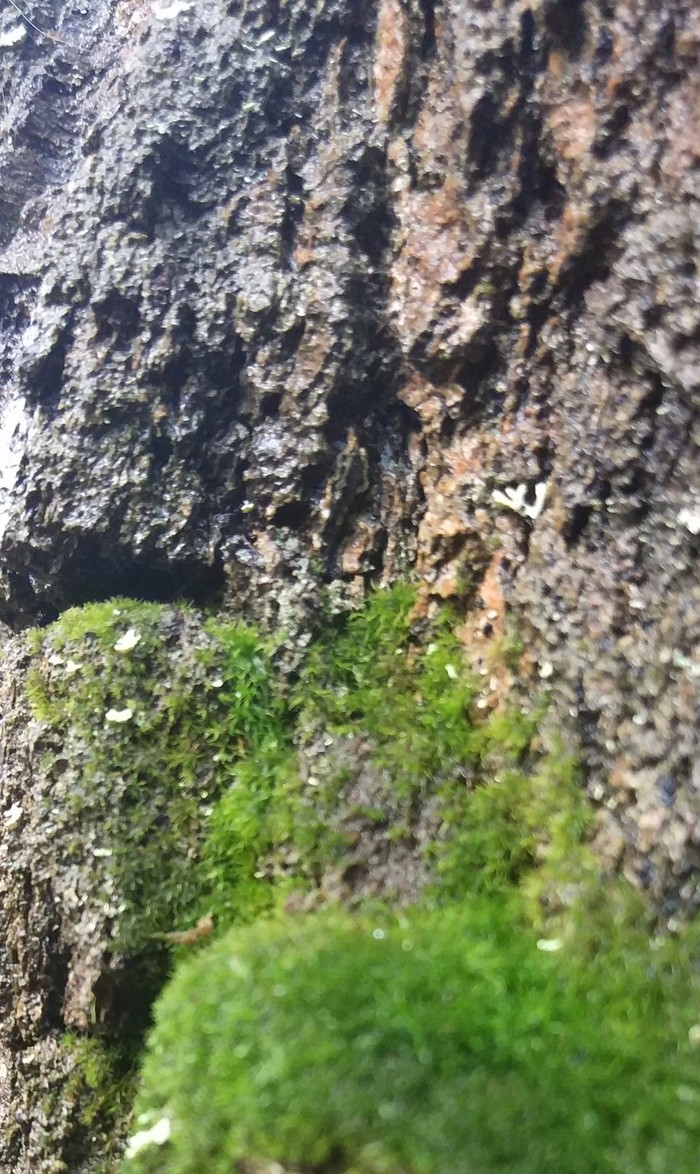 Cave - My, Caves, Forest, Moss, Tree, Bark, Longpost