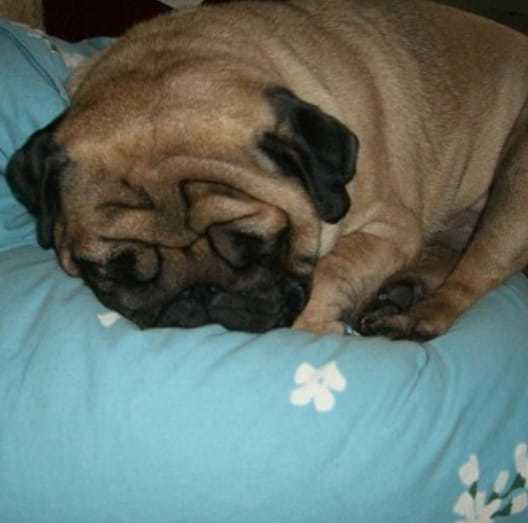 Pillowmate... - My, Pug, Snore, Dog