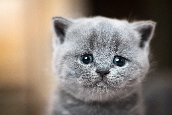 An unhappy Brit - British, cat, Pets