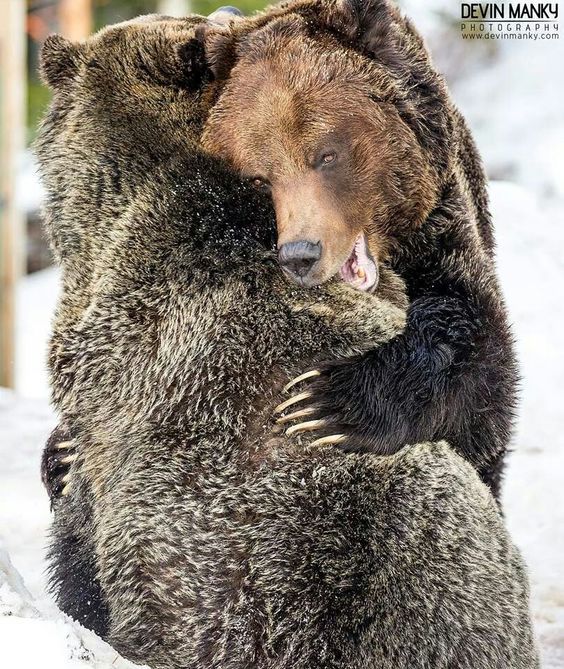 Hug bears - The photo, The Bears, Hugs, Snow