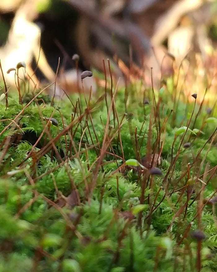 JUST BEAUTIFUL - My, Forest, Moss, Nature, Under your feet, Toadstool, beauty, Longpost, Mushrooms