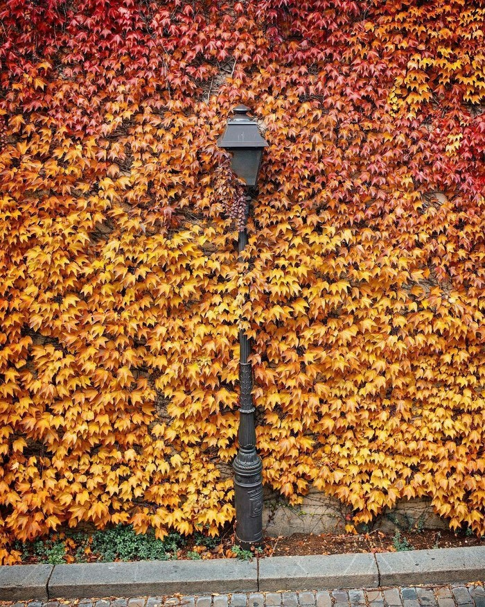 The column is encrypted. - Pillar, The photo, beauty, Autumn, Nature, beauty of nature